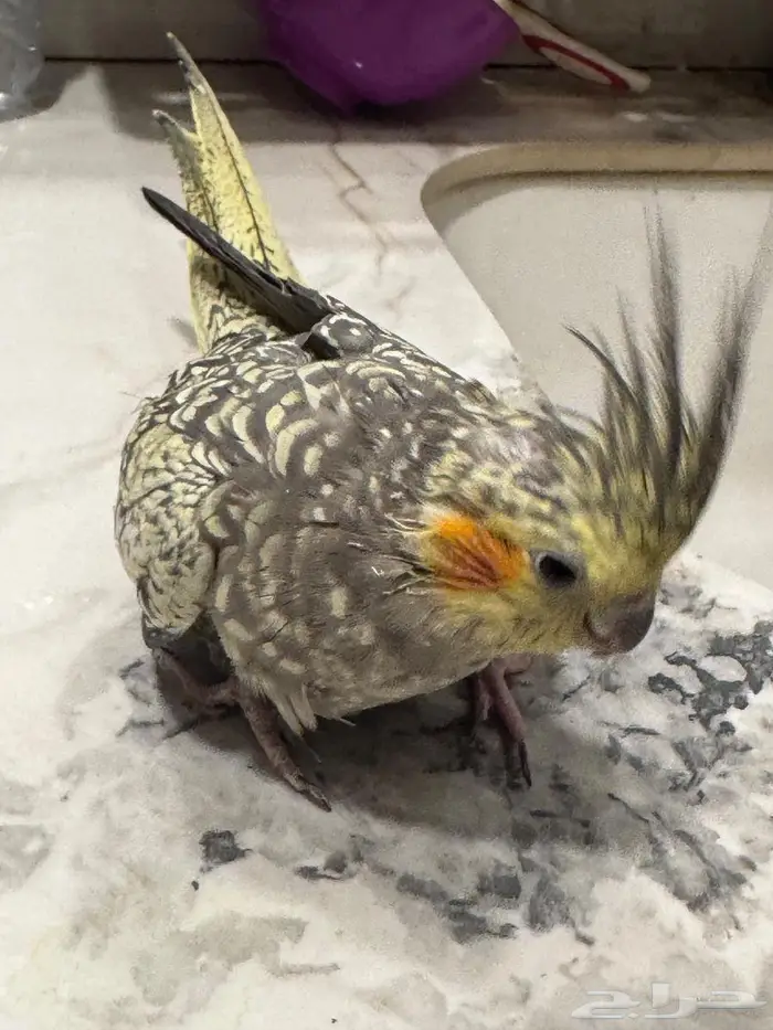 للبيع انثي كروان فرشة منتجة 3