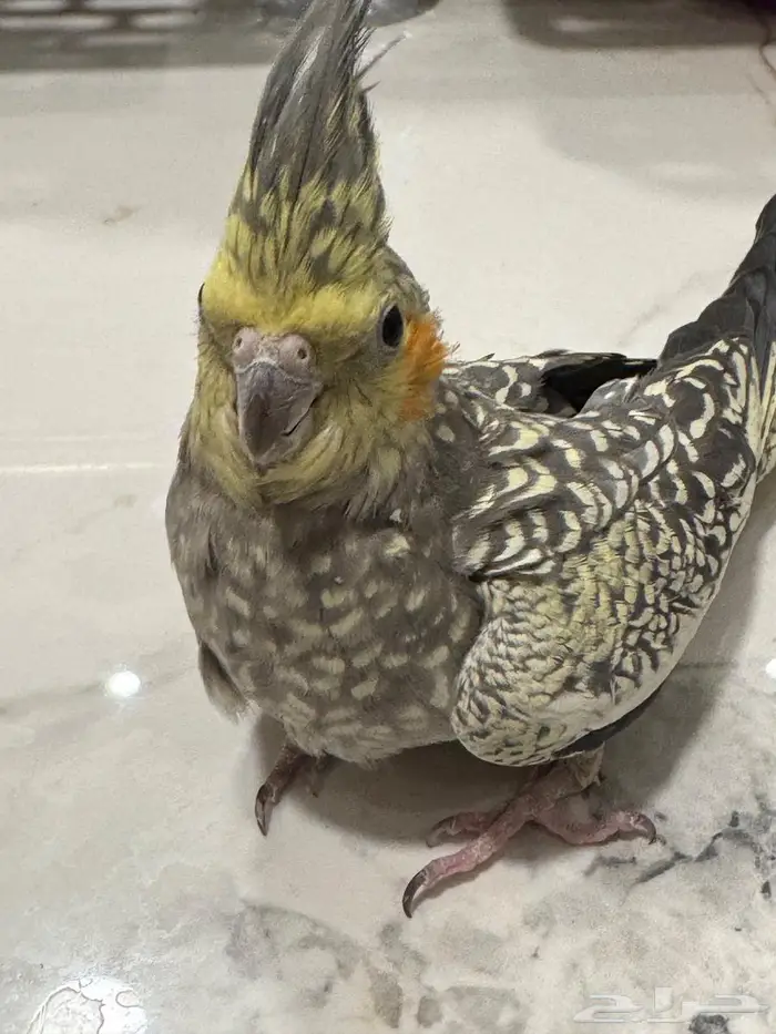 للبيع انثي كروان فرشة منتجة 4