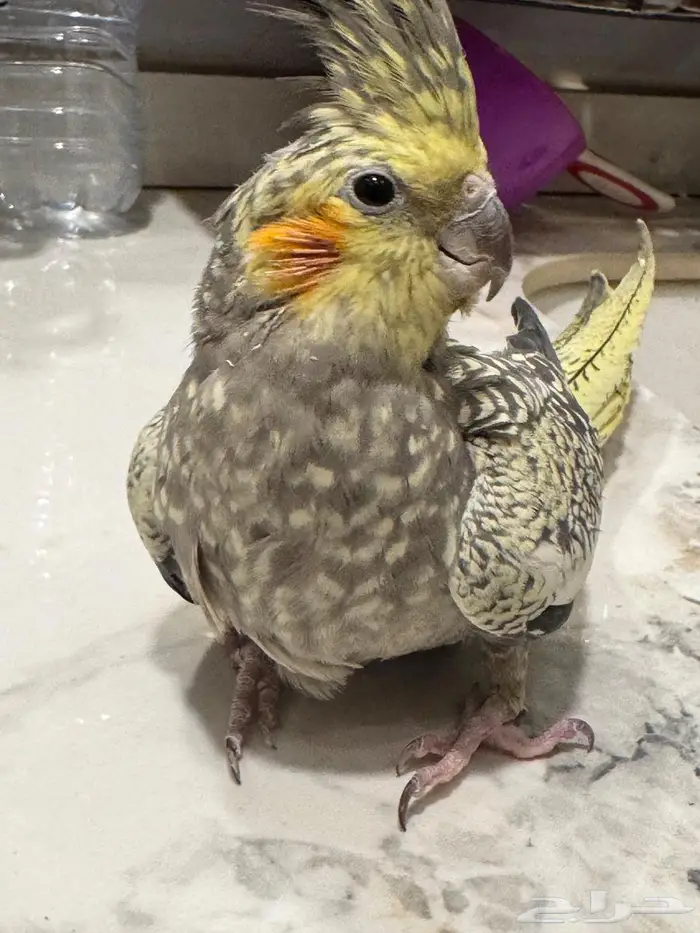 للبيع انثي كروان فرشة منتجة 5