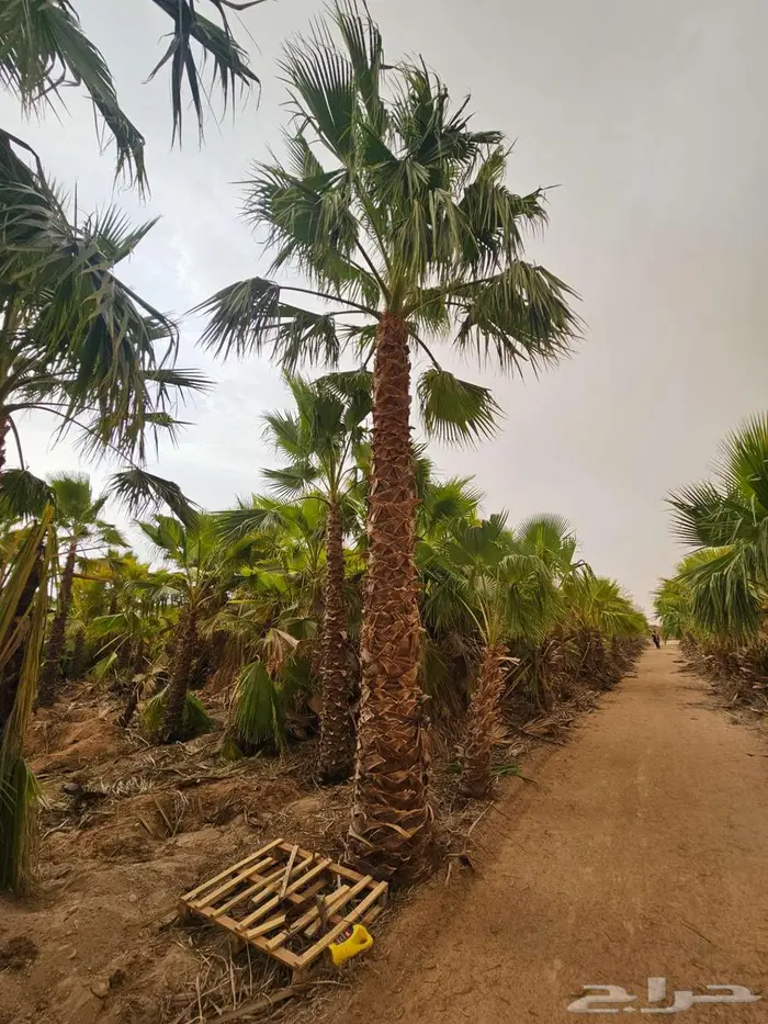 نخل واشنطن زينه واشنطني 1