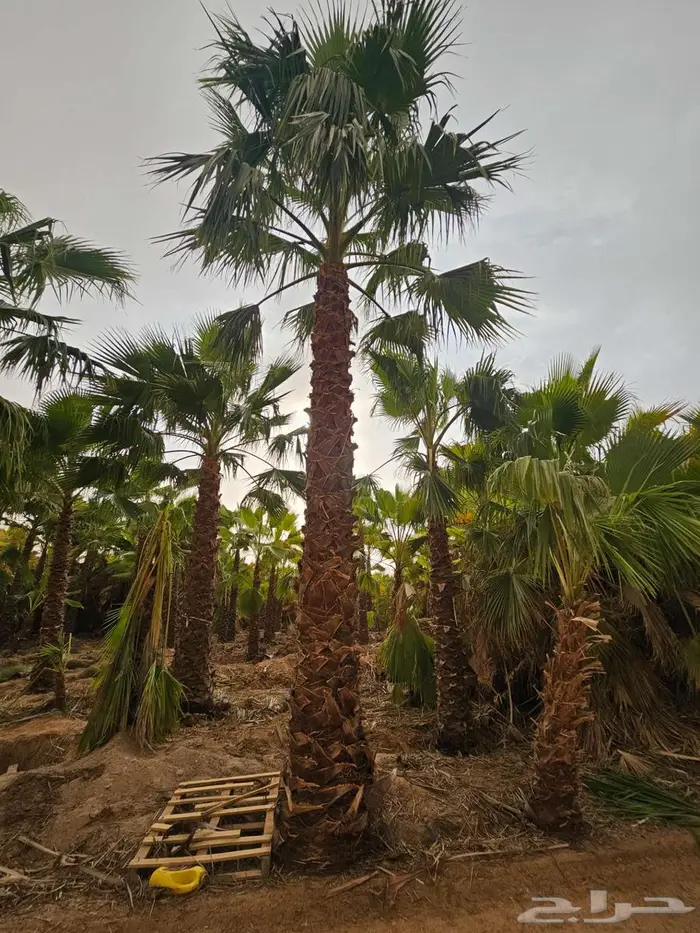 نخل واشنطن زينه واشنطني 4