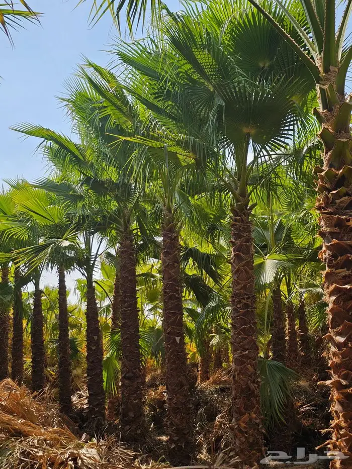 نخل واشنطن زينه واشنطني 3