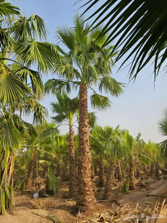 نخل واشنطن زينه واشنطني 2