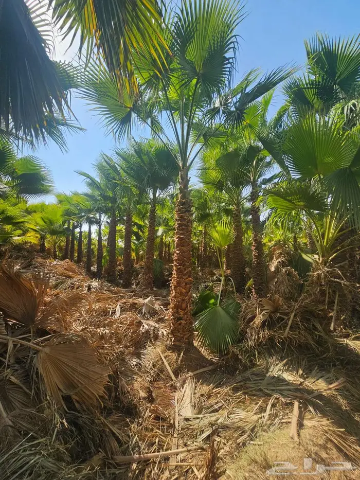 نخل واشنطن زينه واشنطني 5