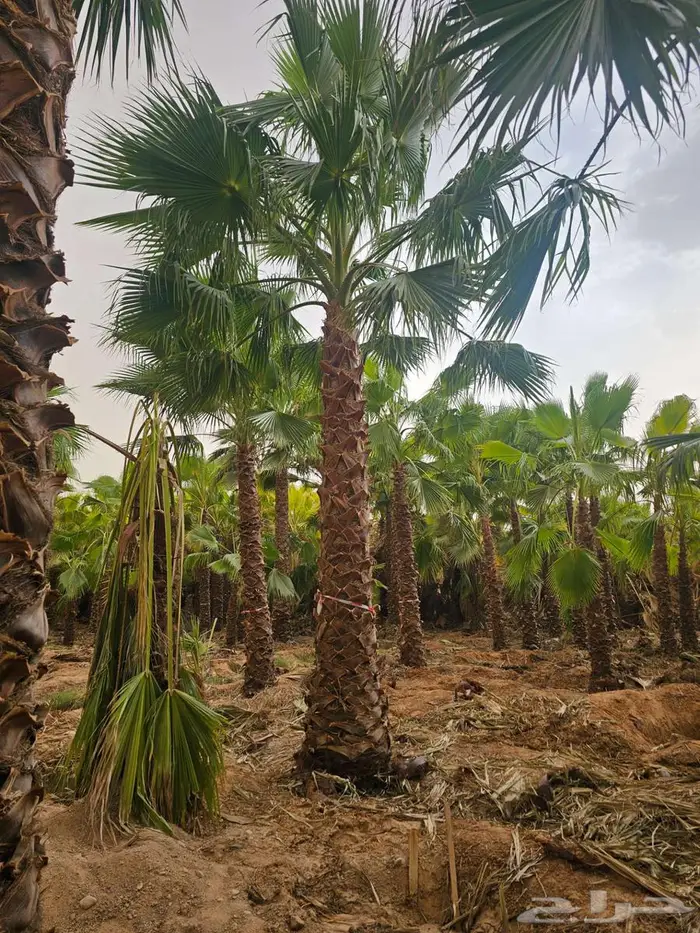 نخل واشنطن زينه واشنطني 6