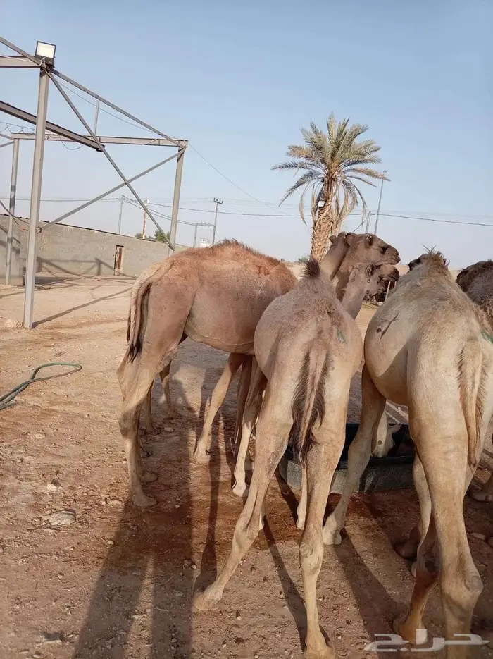 قعود صومالي حاشي مرابي من مزارع ابواحمد 1