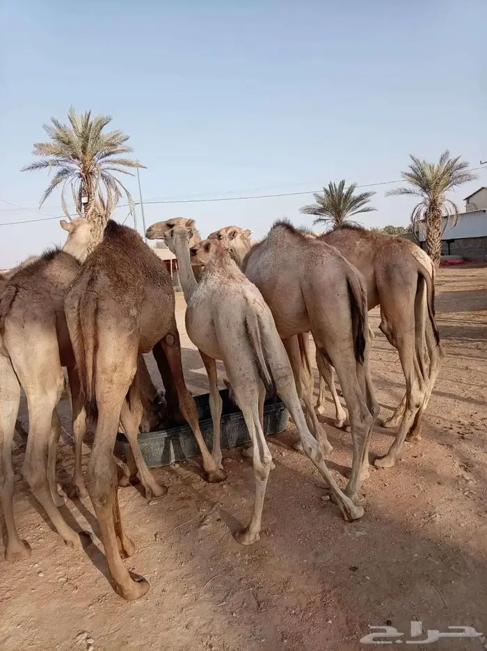 قعود صومالي حاشي مرابي من مزارع ابواحمد 2