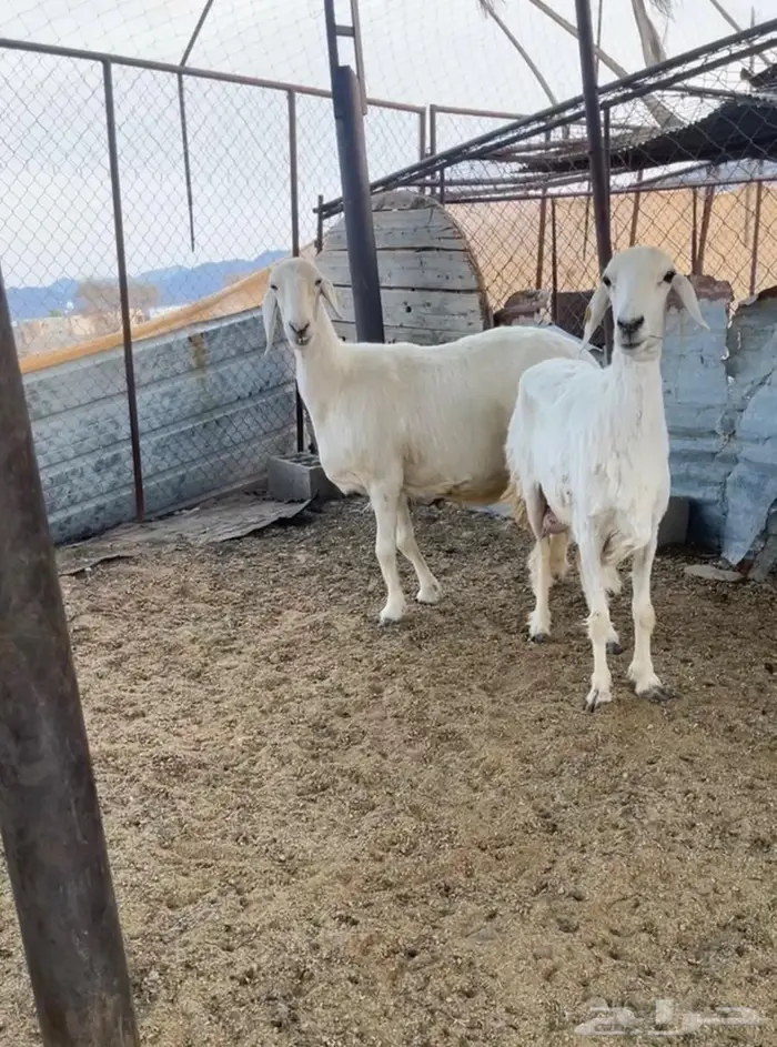 حريات كفو العدد ثنتين 1