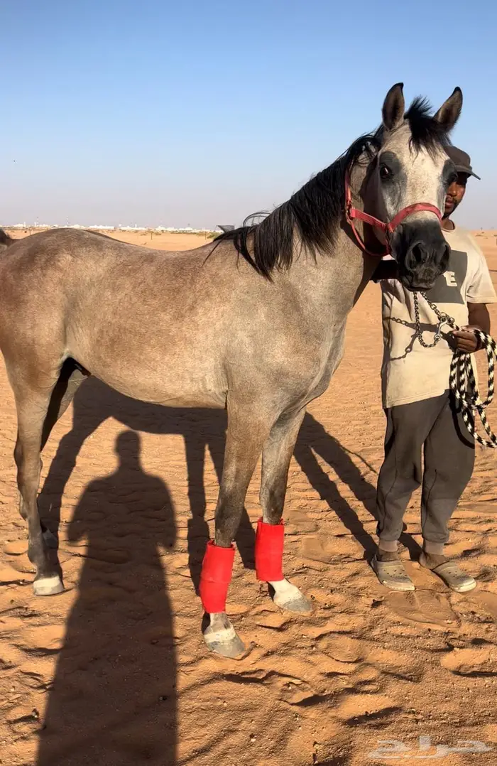 مهر عربي شعبي من فواخر الشعبي 1