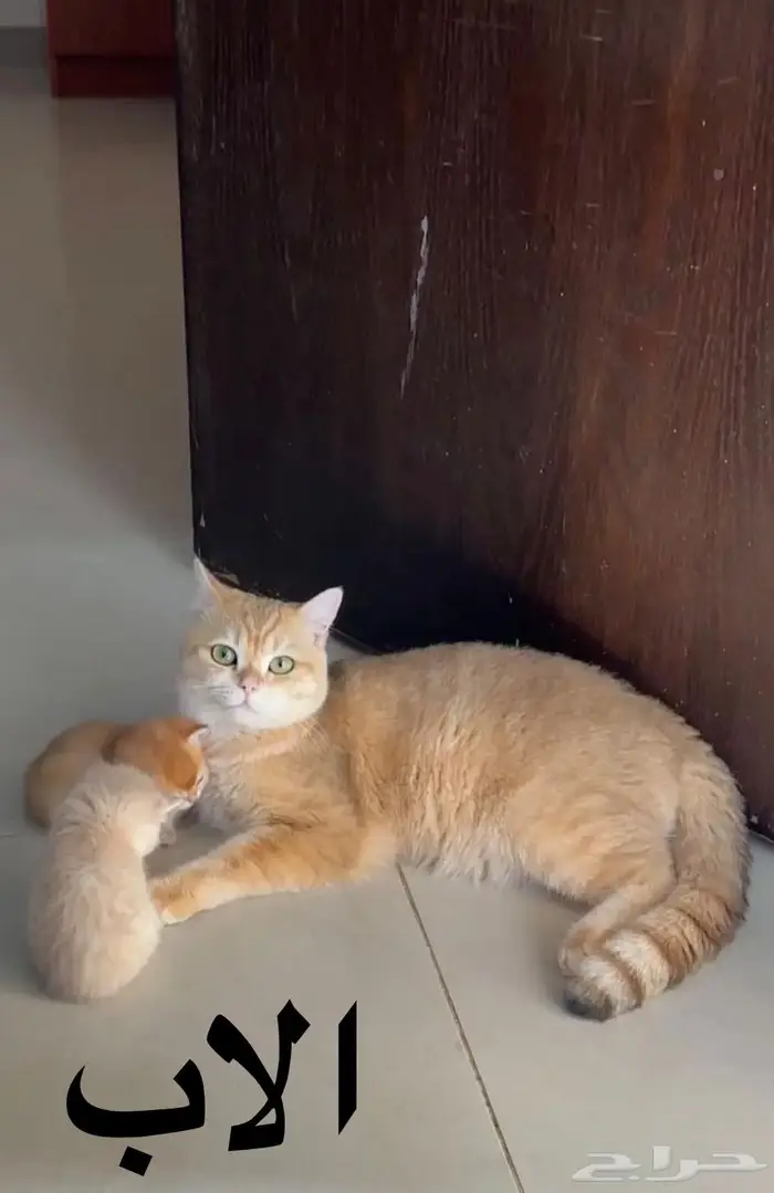 كيتن للبيع سكوتش ستريت 3