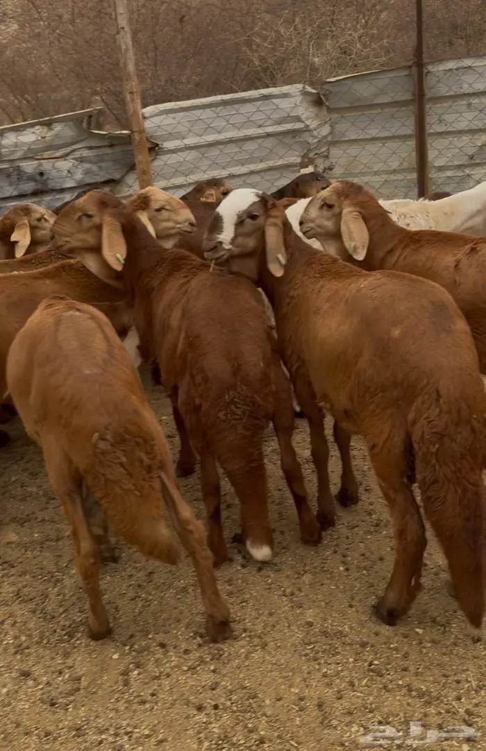 ذبايح طليان حري سواكن مع الذبح والتوصيل 11