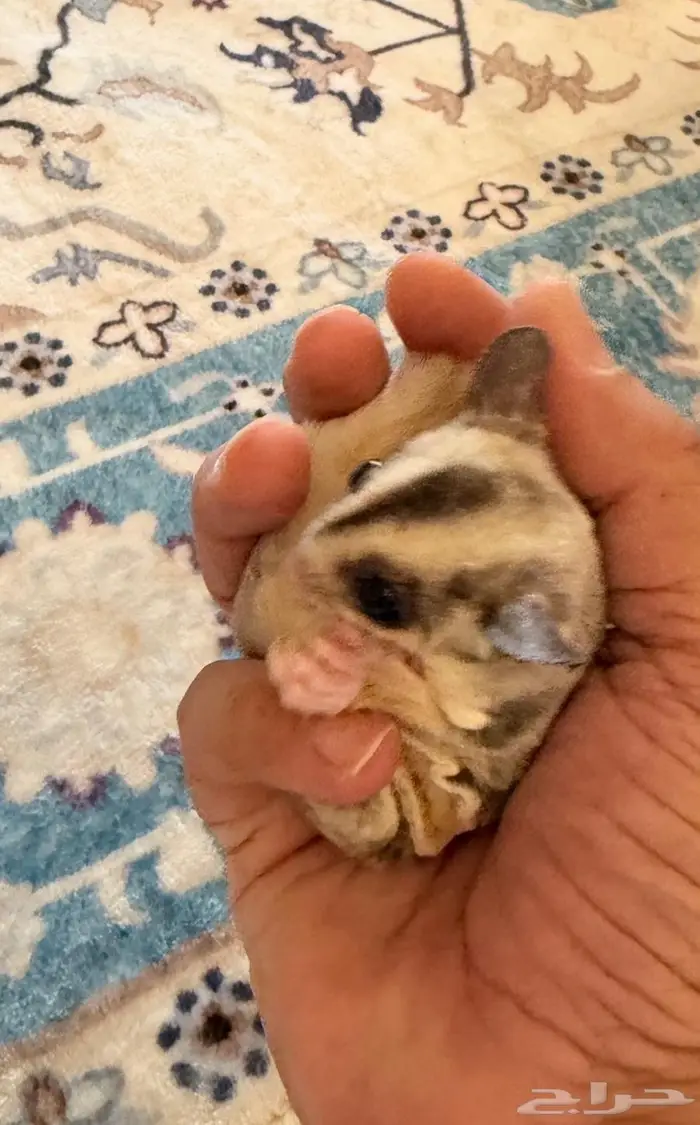 سنجاب طائر اليف 1