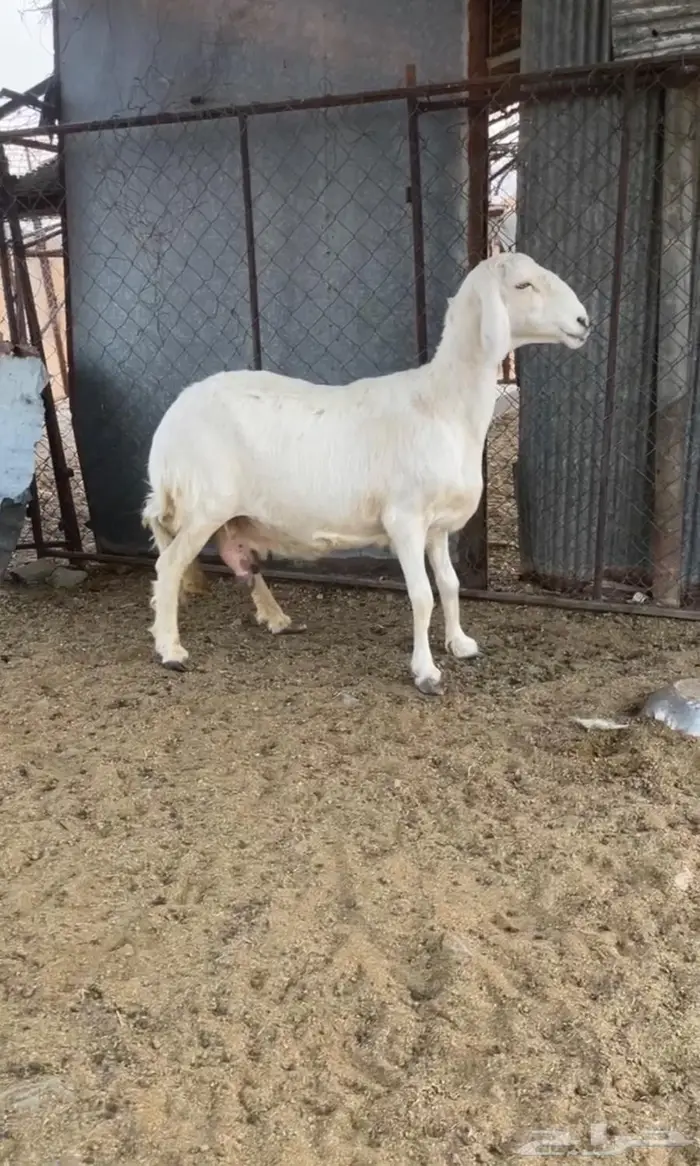 حريات كفو العدد ثنتين 0