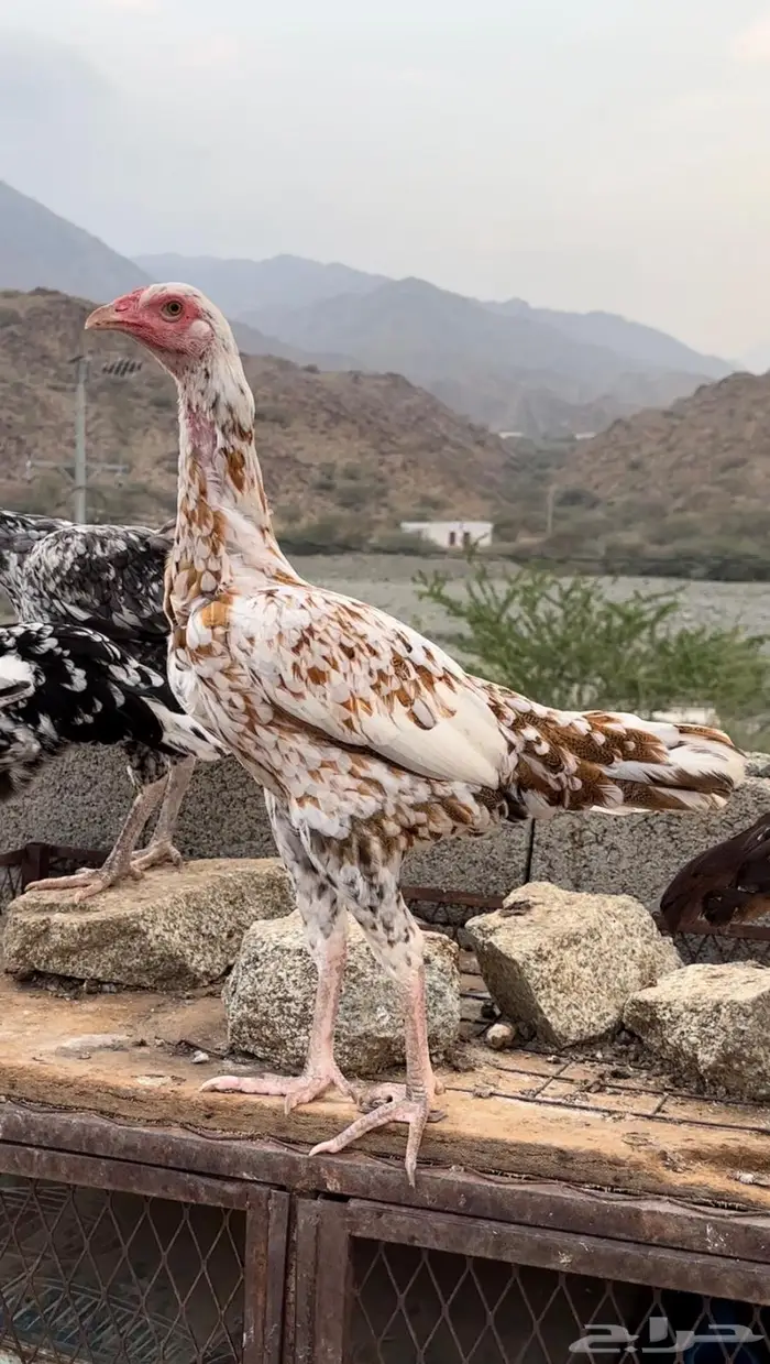 دجاج سندي بيور 0