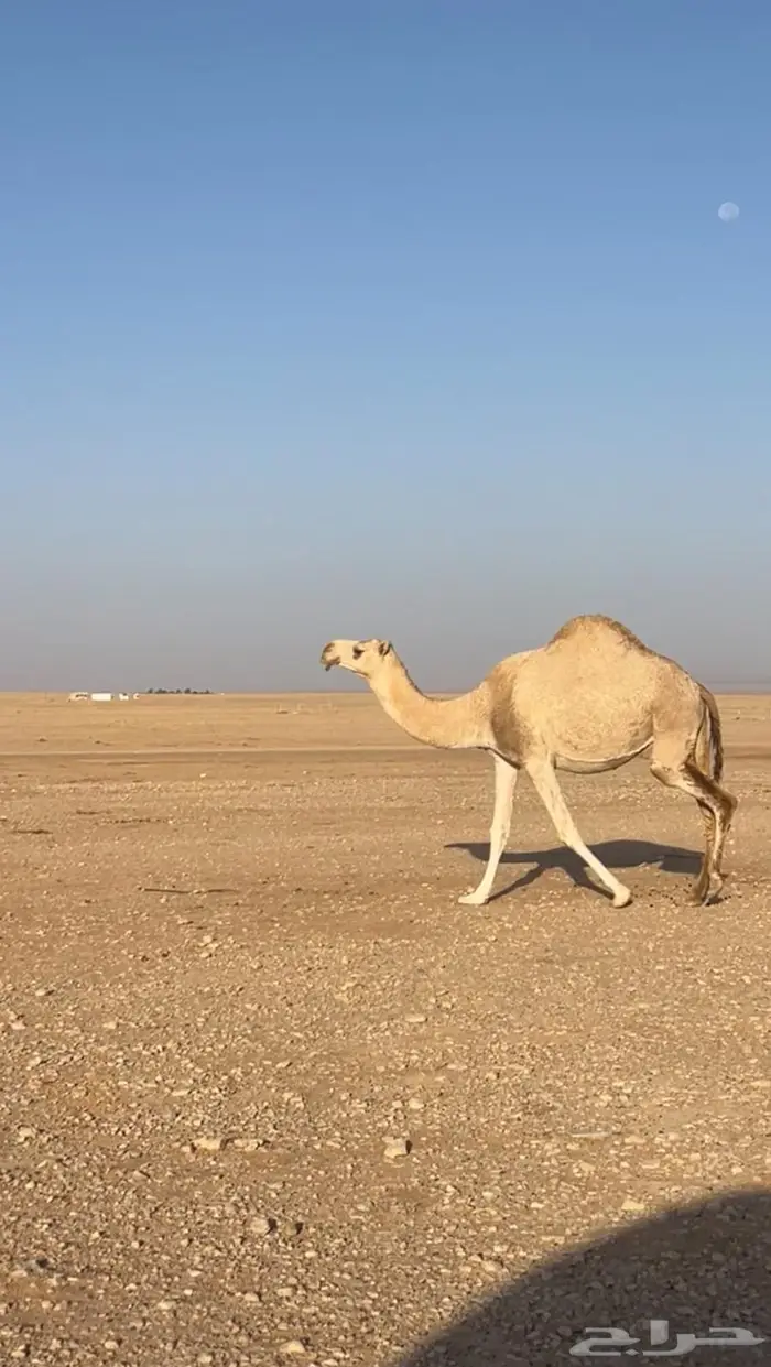 للبيع القحه طيبه 0