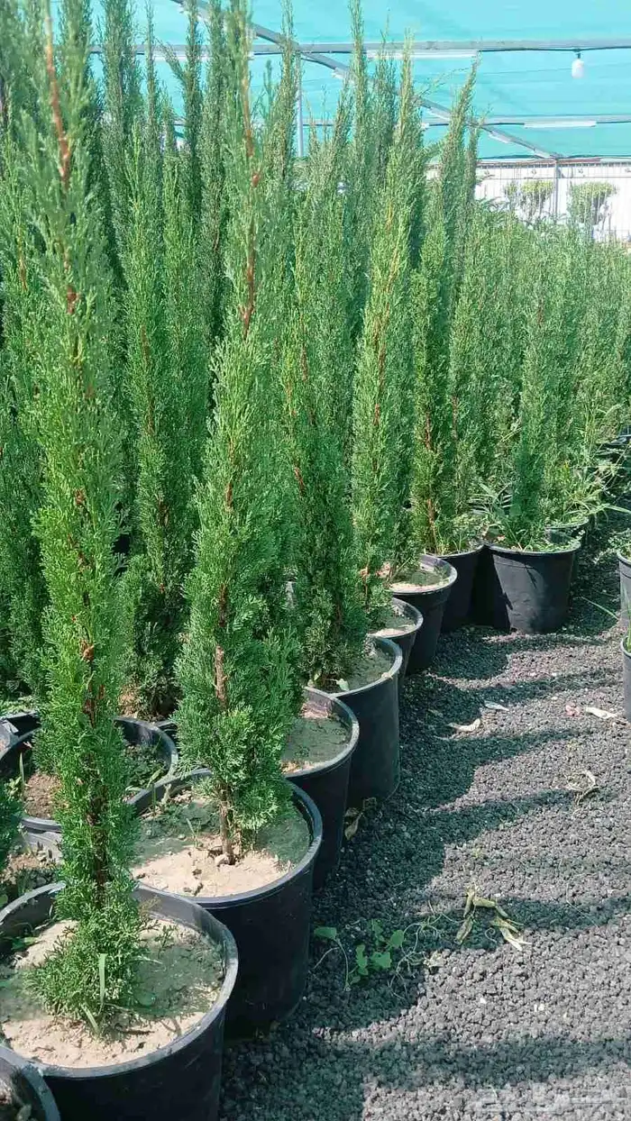 نخل عربي سرو ايطالي 5