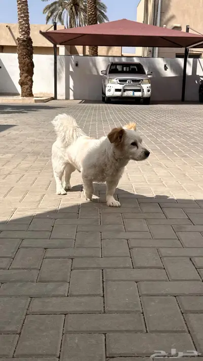 كلب ذكر للتبني index