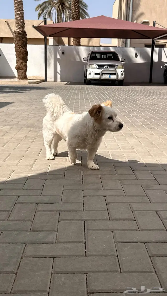 كلب ذكر للتبني 0