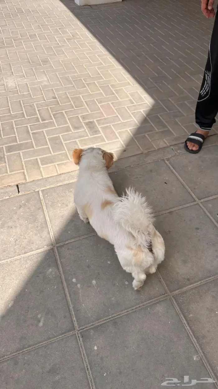 كلب ذكر للتبني 4