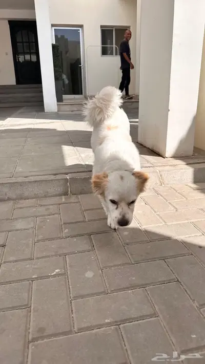 كلب ذكر للتبني index