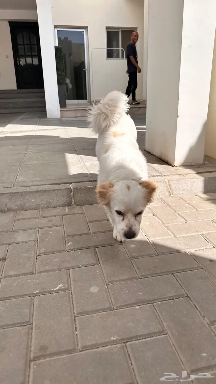 كلب ذكر للتبني 2