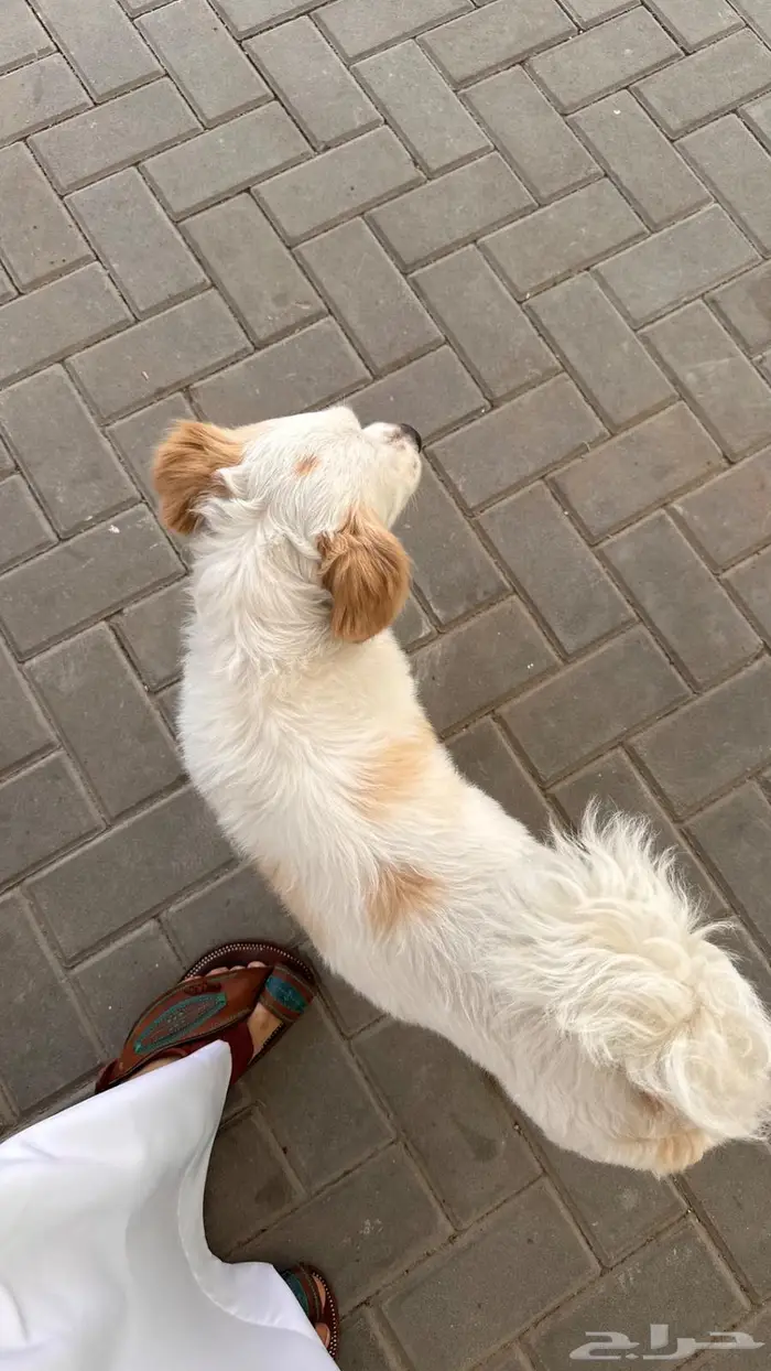 كلب ذكر للتبني 3
