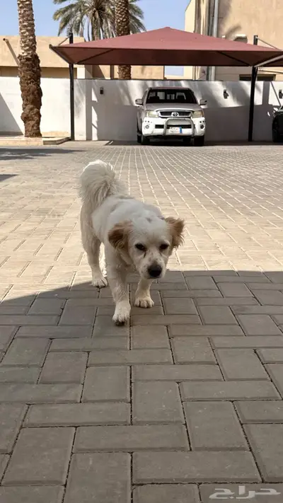 كلب ذكر للتبني index