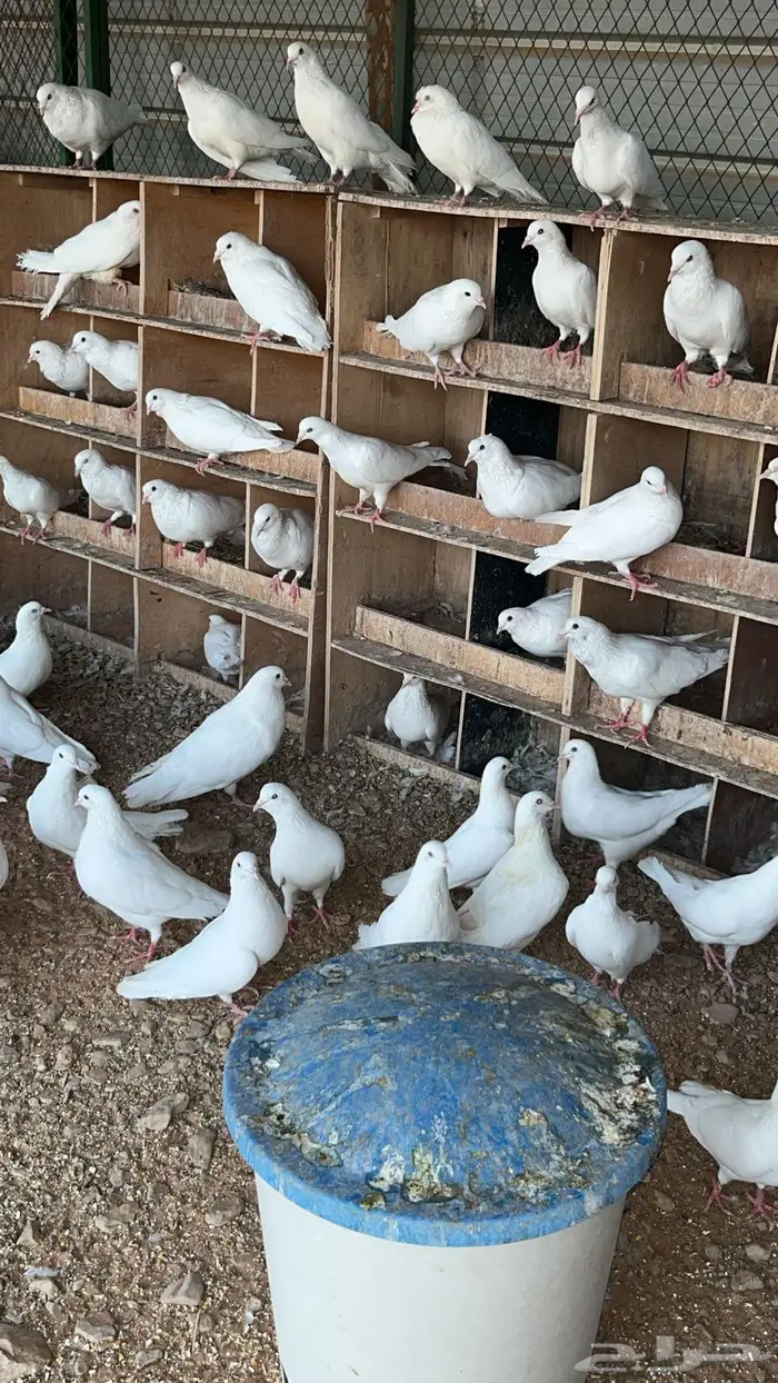حمام فرنسي ابيض 1