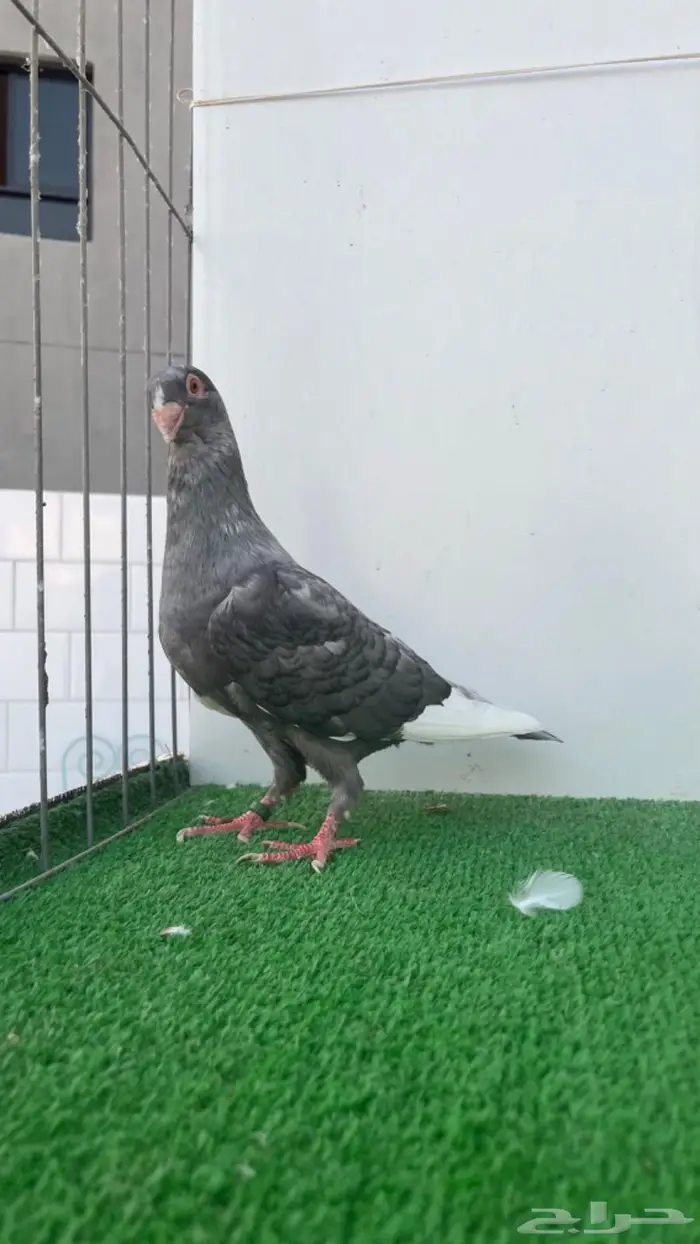 انثى مساويد زرقا 3
