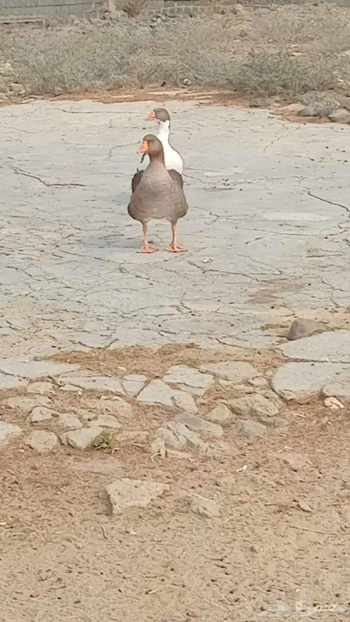 واز اللبيع 0