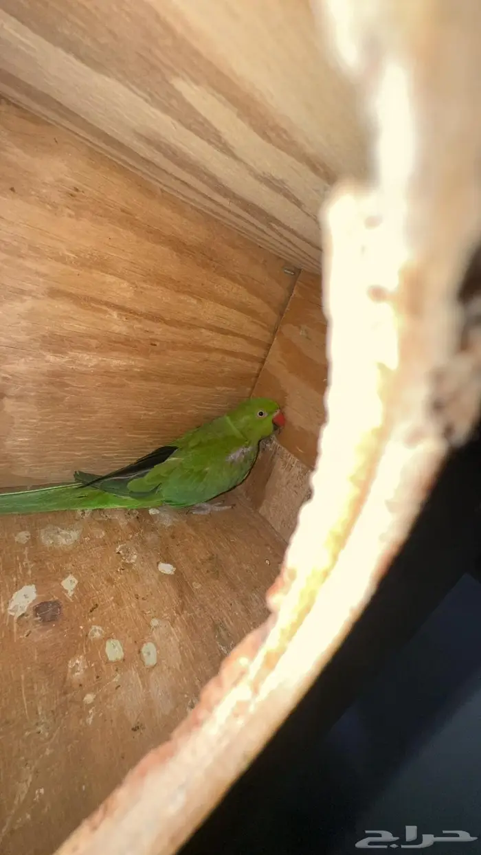 زوج درة هندي 1