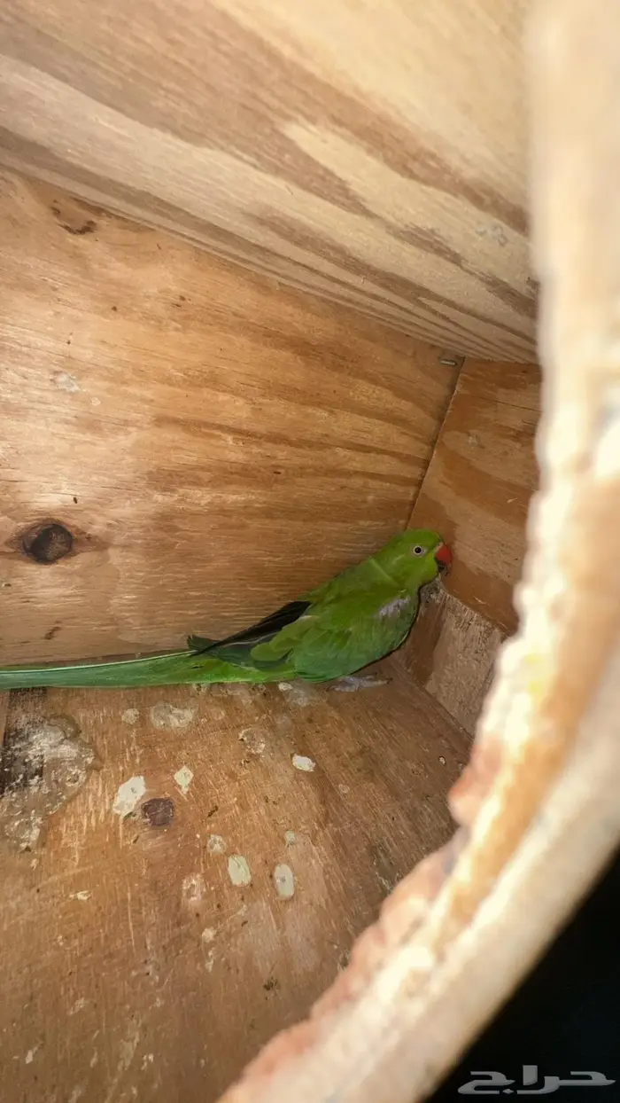 زوج درة هندي 2