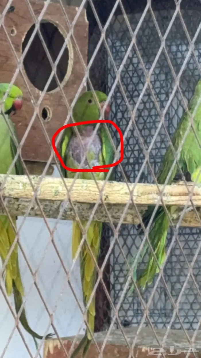 زوج درة هندي 10