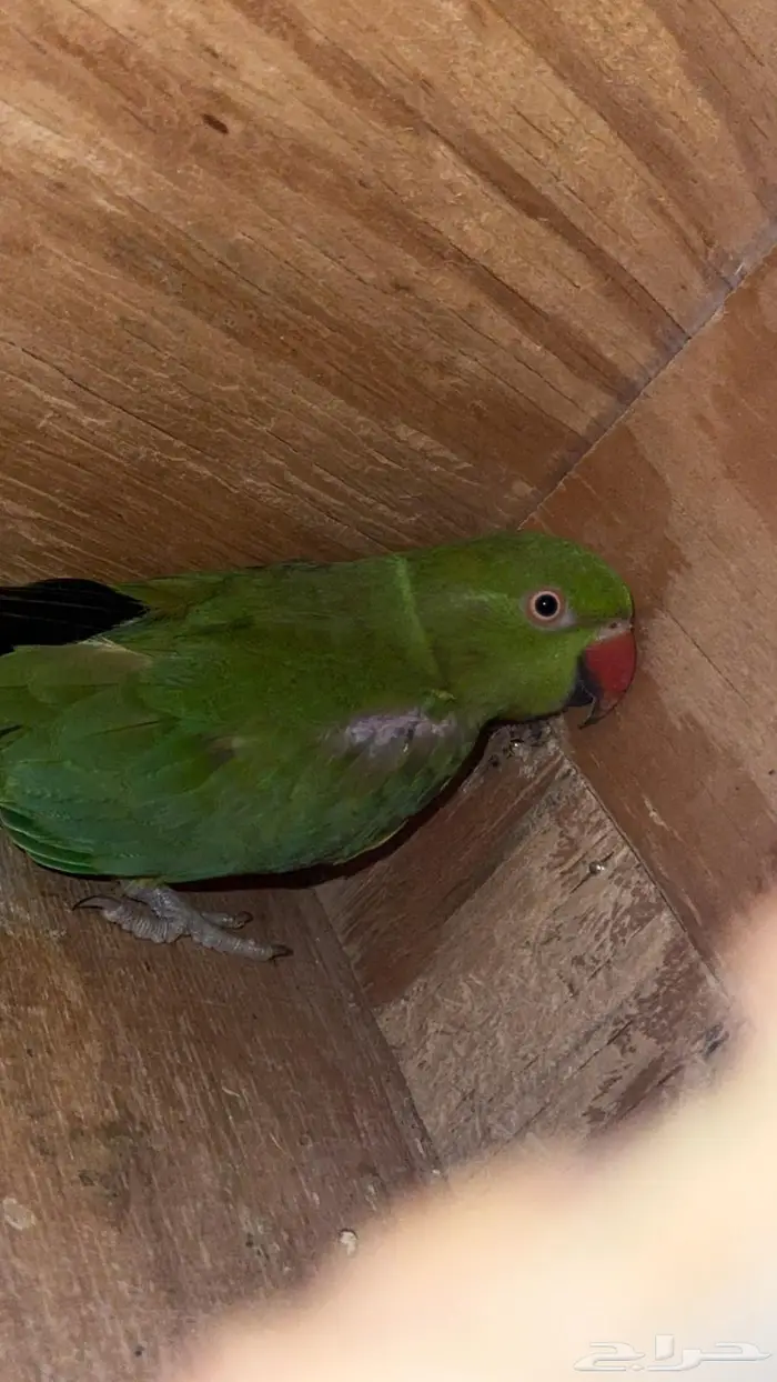 زوج درة هندي 4