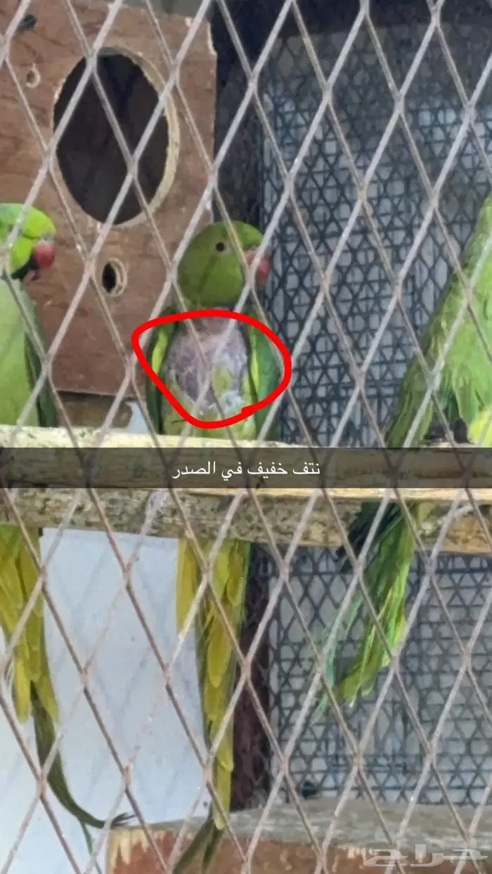 زوج درة هندي 9