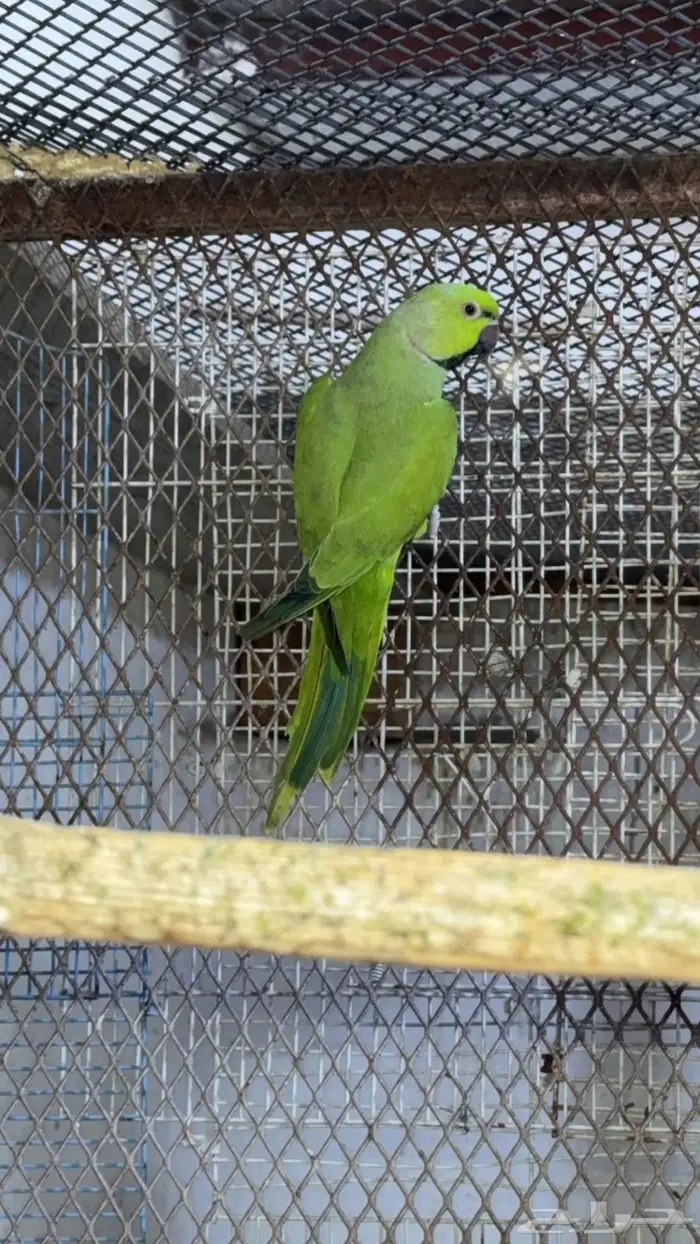 زوج درة هندي 0