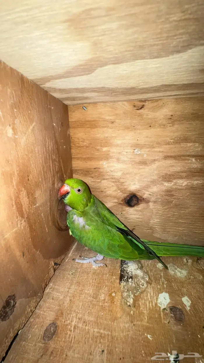 زوج درة هندي 7