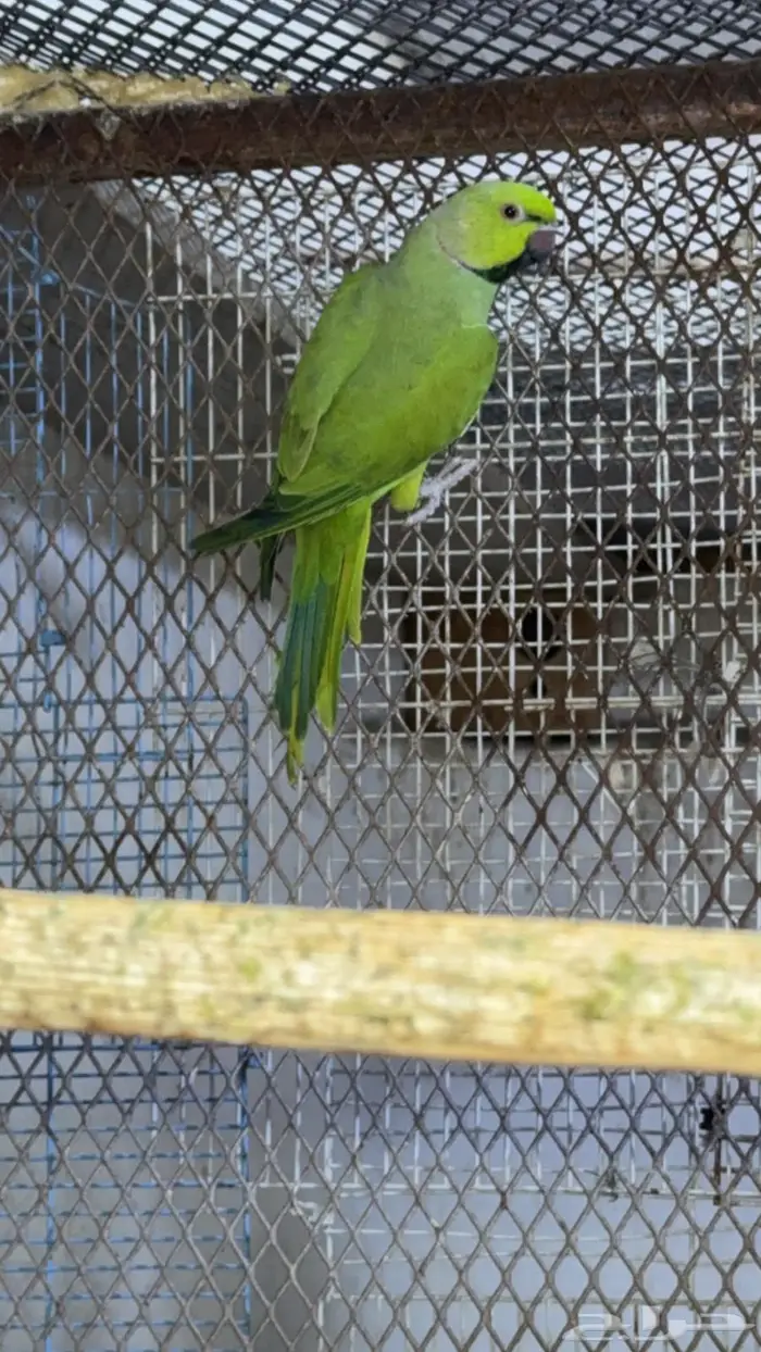 زوج درة هندي 5