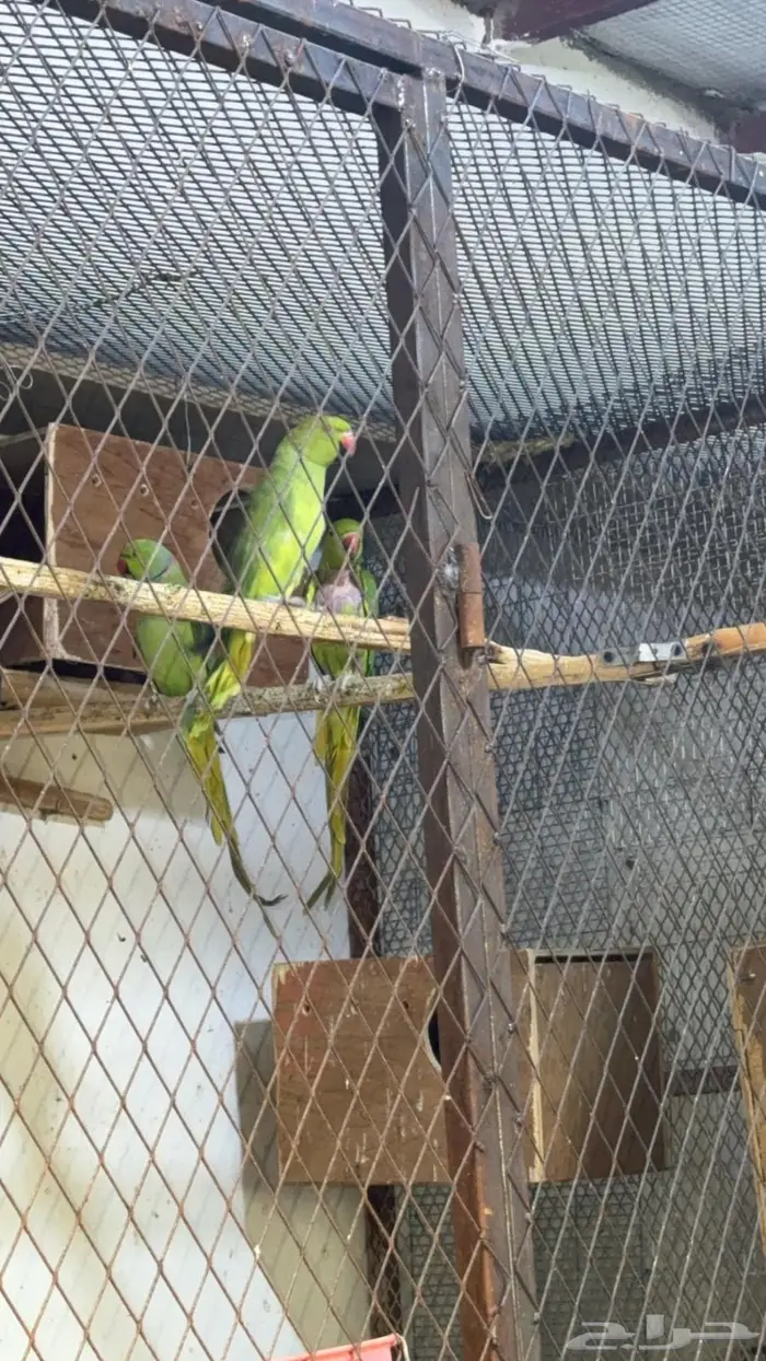 زوج درة هندي 8