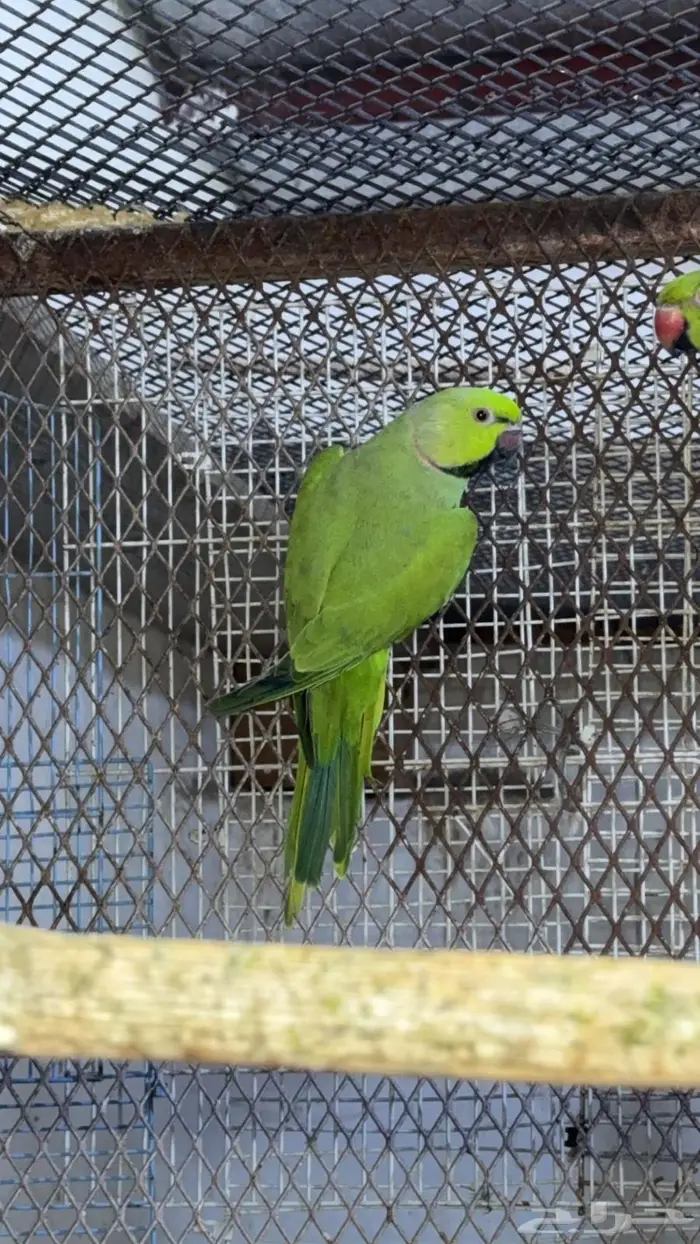 زوج درة هندي 3