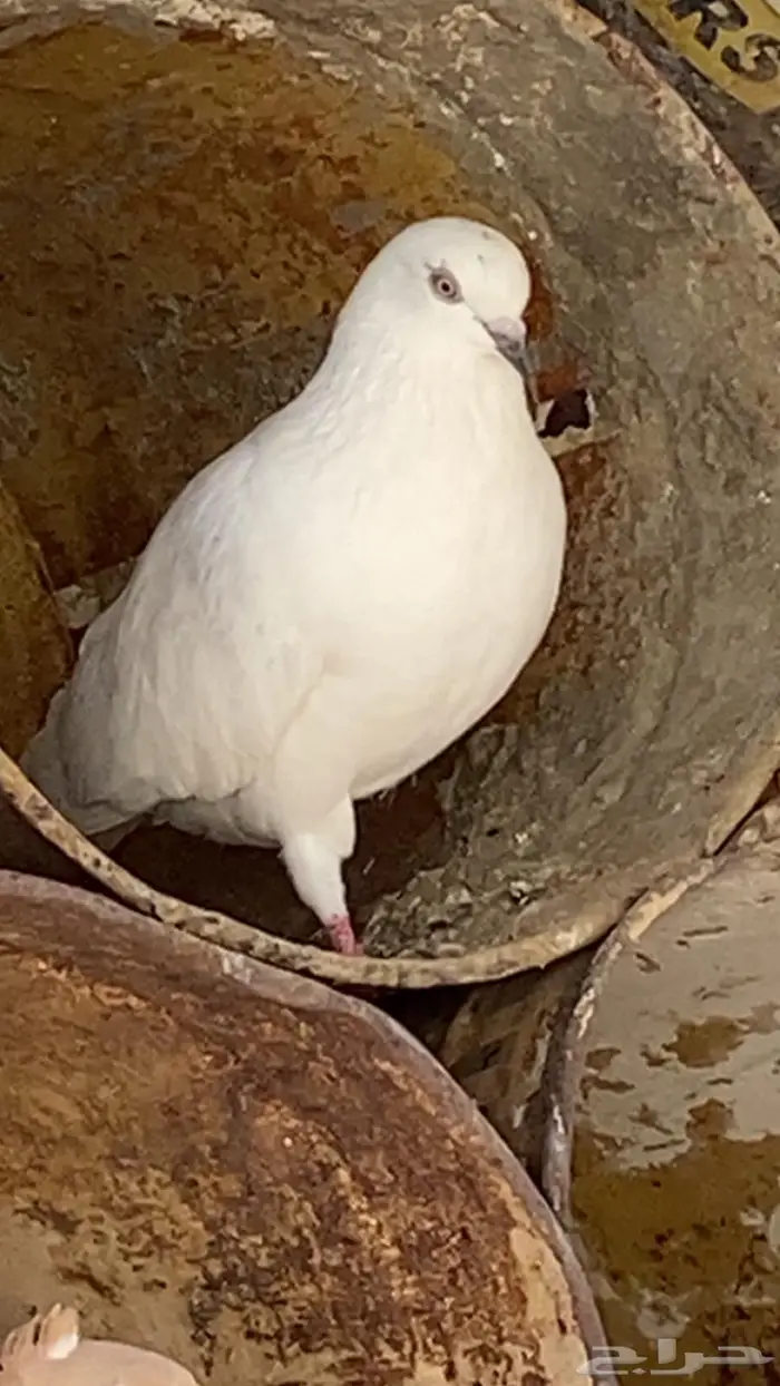حمام مشكل 2