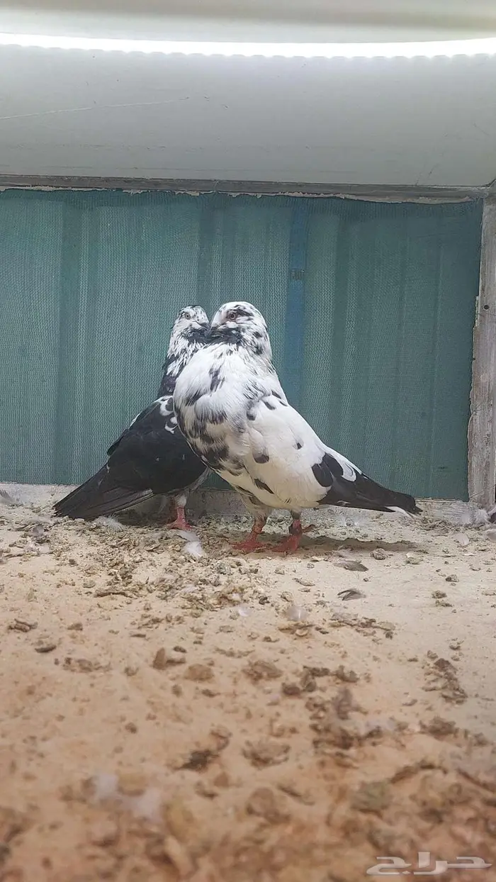 للبيع زوج نفاخ اسباني مستوى بطل 0