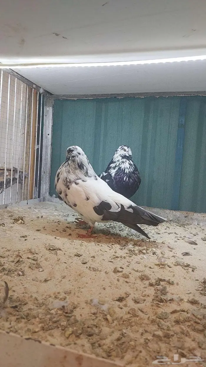 للبيع زوج نفاخ اسباني مستوى بطل 1