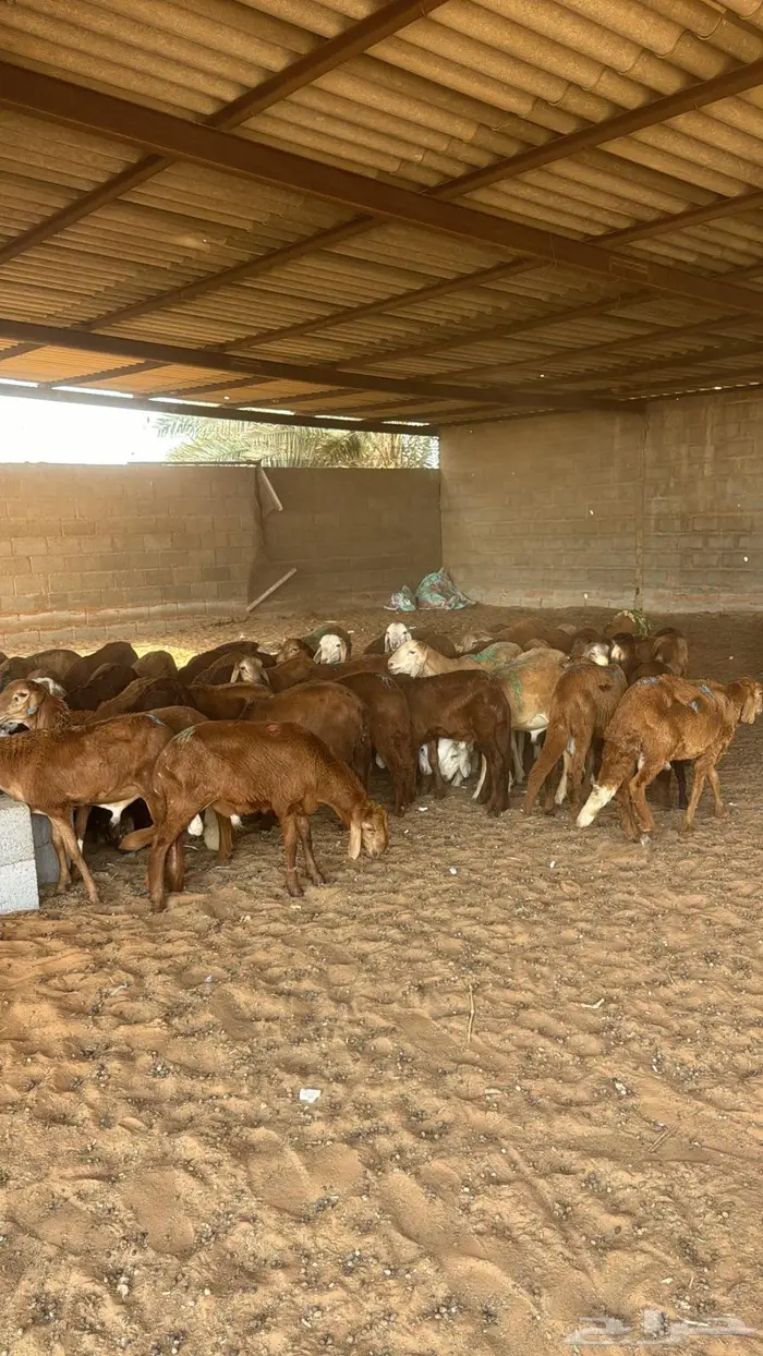 سواكني 61 1