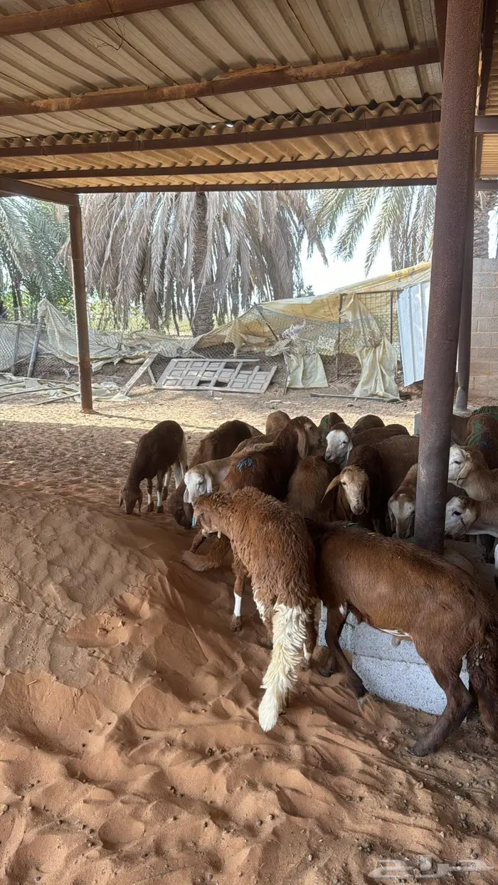 سواكني 61 2