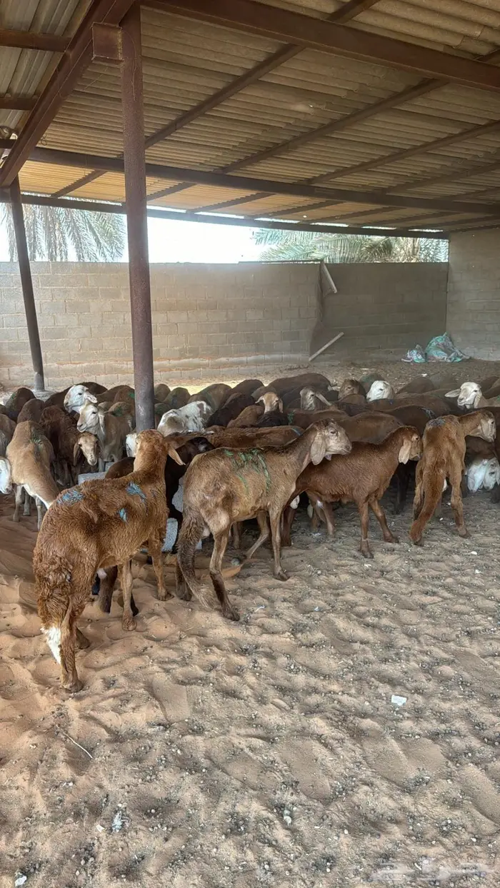 سواكني 61 0