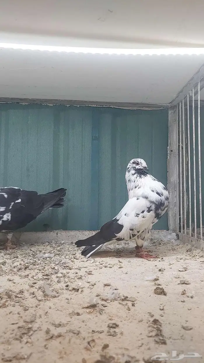 للبيع زوج نفاخ اسباني مستوى بطل 5