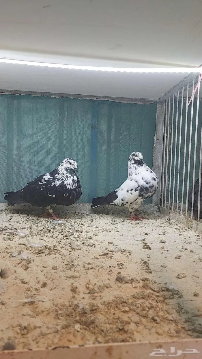للبيع زوج نفاخ اسباني مستوى بطل 4