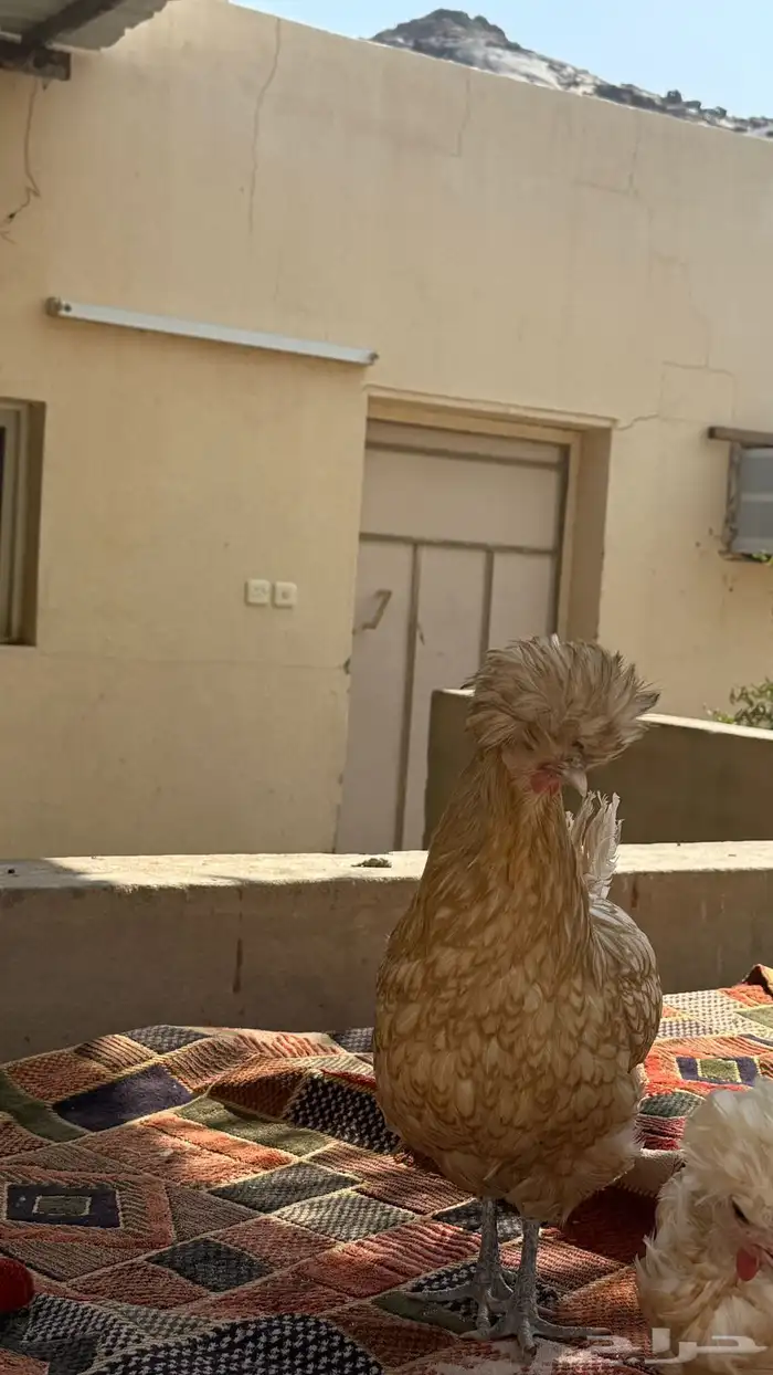 دجاجتين بلوشي 1
