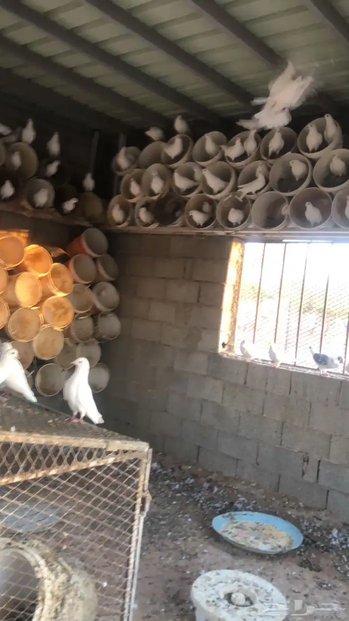 100 زوج يزيد أو ينقص  الحمام منتج وسالم من الأمراض 0